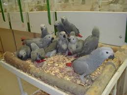 pictures baby parrots