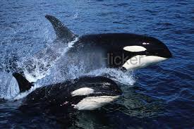 sea pics