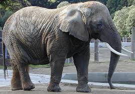 picture of elephant