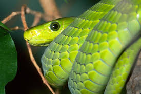 green mamba snake