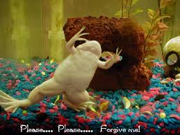 african frog aquarium