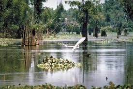 bayous of louisiana