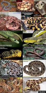venomous snakes