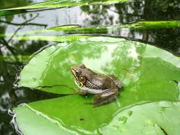 frogs and lily pads