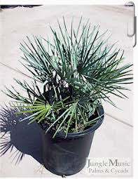 chamaerops humilis var. cerifera