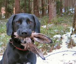 dog bunny ears