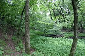 conservation forest
