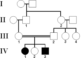 autosomal recessive pedigree