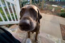tokina fisheye lens