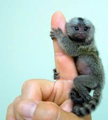 very very small