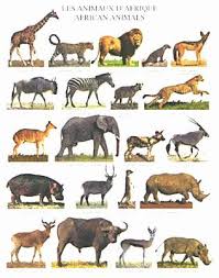 les animaux de l afrique