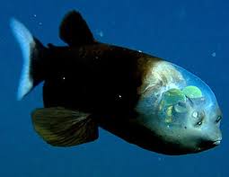 barreleye