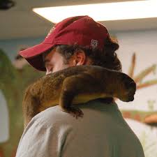 kinkajou predators