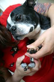 dog nail grooming