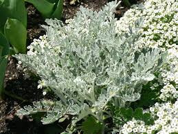 senecio cineraria
