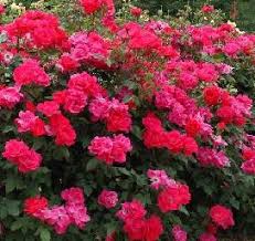 knockout roses