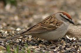 chipping sparrow