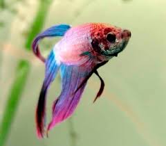photos of fish