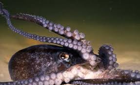 octopus and squid