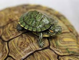 small turtles