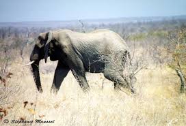 les animaux de l afrique