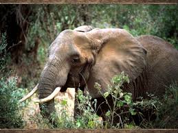 picture of elephant