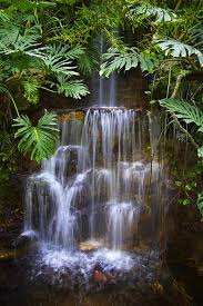 rainforest pictures