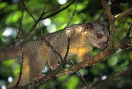 kinkajou predators