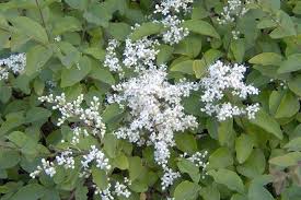 ovalifolium