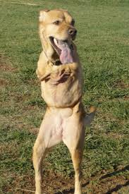 amazing dogs