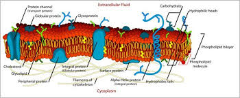 membrane