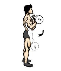 barbells and weights