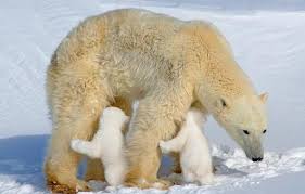 bear family