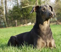 blue doberman
