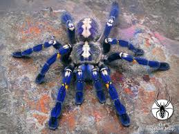 poecilotheria metallica