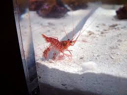 peppermint shrimp