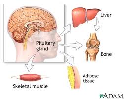 The growth hormone (GH) is a