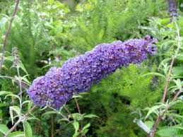 buddleia davidii