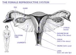 uterus cancer