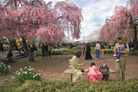 The akebono cherry blossoms