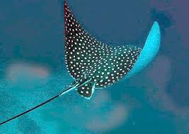 rays fishes