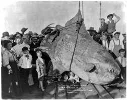 monster fish photos