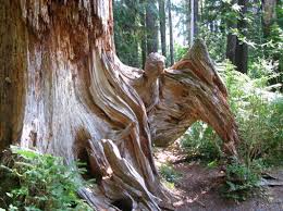 tree spirit