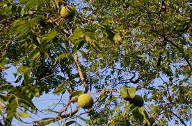 walnut tree