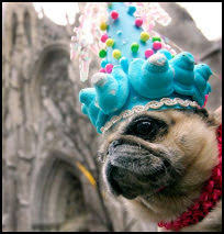 dog clown costume