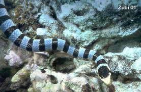 banded sea snakes