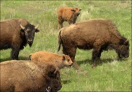 american bison