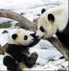 panda