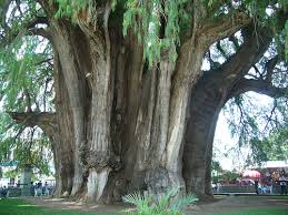 el arbol del tule