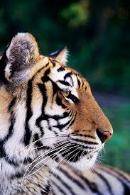 animal tigers